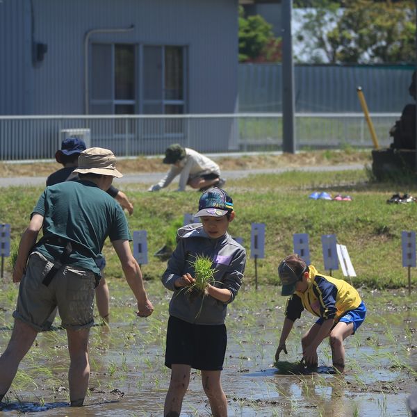木更津で農業体験やお米作りのことなら当店がおすすめです