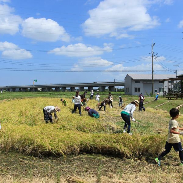 木更津で農業体験や野菜等収穫ができる当店がおすすめです