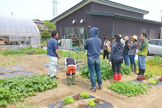畑で野菜を育てる
